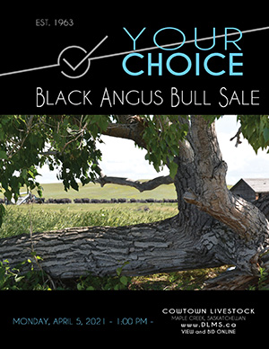Your Choice Bull Sale 2020