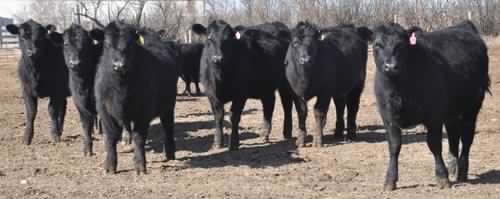 commercial angus replacement heifer calves