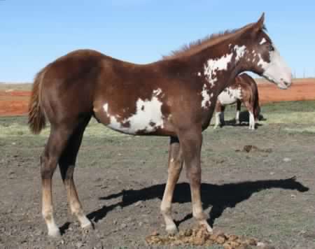 2011 chestnut overo filly for sale - APHA Paint foals