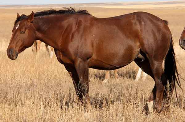 Kilobar Diamond, Quarter Horse mare