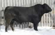 Black Angus Reference Sire SSA 109 IN FOCUS 35U