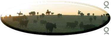 angus seedstock producers, black angus cattle, black angus replacement heifers, angus bulls for sale, angus commercial heifers, commercial black cattle, black angus females, angus feeder steers, black angus cows, angus females, foundation,bloodlines, foundation bloodlines, pedigree, prices, angus breeder, angus breeders, Saskatchewan, Sk, Sask, Canada, Canadian, Canadian angus breeders, pathfinder, a.i., artificial insemination, private treaty bulls for sale, livestock auctions, horse auctions, cattle auctions, agriculture, western canada, prairies, prairie provinces, horse production sale, Angus and Paint APHA breeders of registered (purebred) black angus bulls, angus bulls, commercial grade black angus females, black angus heifers, maternal sires, maternal, maternal traits, heifer bulls, performance bulls, angus seed stock, et, embryo transplant, commercial black angus cattle, purebred angus cattle, commercial ranchers, commercial breeders, black angus, information on black angus cattle, raising black angus cattle, black angus replacement heifers, feeder steers, certified canadian angus beef, canadian angus certification program, cca,ccap, performance cattle, performance data, terminal sires, crossbred angus, cross-bred cattle, epd, rate of gain, flush, embryo, flush recipients, donor cows, herd bulls, bulls, herd sires, sires, show steer, show steer, semen, semen sales, breeding stock, angus breeding stock, home raised angus females, home-raised angus heifers, home raised replacement heifers, beef, beef breeds, breeding, angus beef, cow/calf operations, beef industry, stocker cattle, feeder cattle, angus feeders, angus steers, grassers, angus grassers, Don Delorme, Don and Connie Delorme, Delorme, black angus herd sires, 4-H, steer prospect, steer prospects, club calves, club calf, 4-H club, 4-H fed-calf, fed-calf, Ankonian Elixir, Whitestone Widespread, Alberda Traveler, New Design 878, Scotchman 543, Royce 741C, Bonus, Black Magic and Dividend, heifer bulls, low birth weight, heifer bull, ADG, adg, weaning weight, epd trait leaders, canadian angus genetics, canadian angus, performance tested, performance tested herd, ultrasound, carcass data, CUPE, calving ease, angus epd, performance tested angus bulls, performance tested angus cattle, carcass bulls
