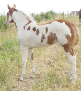 Pictures of Paint horses for sale. Sorrel Overo Filly, Paint filly for sale, 2005 paint foals