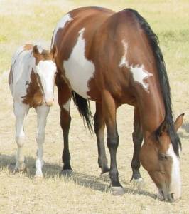 Pictures of Paint horses for sale. Sorrel Overo Filly, Paint filly for sale, 2005 paint foals