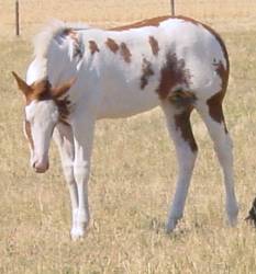 Pictures of Paint horses for sale. Sorrel Overo Filly, Paint filly for sale, 2005 paint foals