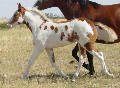 Pictures of Paint horses for sale. Sorrel Overo Filly, Paint filly for sale, 2005 paint foals