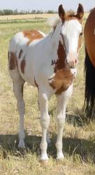 Pictures of Paint horses for sale. Sorrel Overo Filly, Paint filly for sale, 2005 paint foals