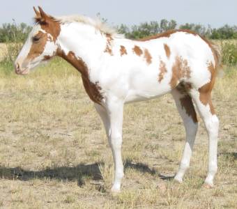 Pictures of Paint horses for sale. Sorrel Overo Filly, Paint filly for sale, 2005 paint foals