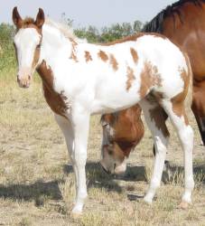 Pictures of Paint horses for sale. Sorrel Overo Filly, Paint filly for sale, 2005 paint foals