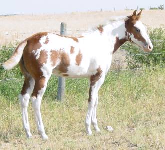 Pictures of Paint horses for sale. Sorrel Overo Filly, Paint filly for sale, 2005 paint foals