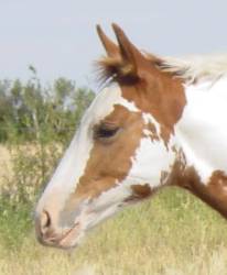 Pictures of Paint horses for sale. Sorrel Overo Filly, Paint filly for sale, 2005 paint foals