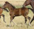 brown filly mare