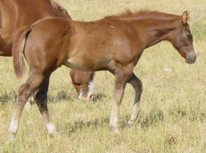 Pictures of Paint horses for sale. Chestnut stallion, Paint stud colt, 2005 paint foals