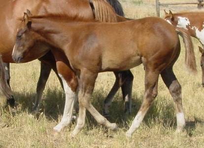 Pictures of Paint horses for sale. Chestnut stallion, Paint stud colt, 2005 paint foals