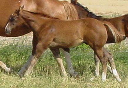 Pictures of Paint horses for sale. Chestnut stallion, Paint stud colt, 2005 paint foals