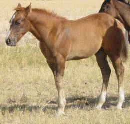 Pictures of Paint horses for sale. Chestnut stallion, Paint stud colt, 2005 paint foals