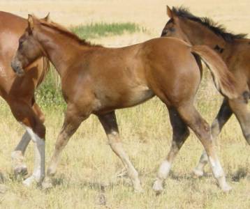 Pictures of Paint horses for sale. Chestnut stallion, Paint stud colt, 2005 paint foals