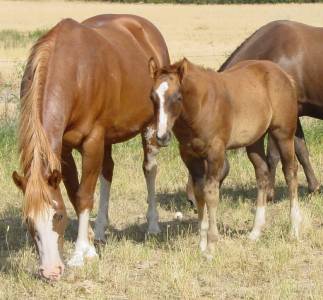 Pictures of Paint horses for sale. Chestnut stallion, Paint stud colt, 2005 paint foals