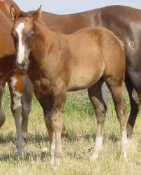 Pictures of Paint horses for sale. Chestnut stallion, Paint stud colt, 2005 paint foals