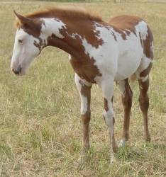 Pictures of Paint horses for sale. Sorrel Overo Filly, Paint filly for sale, 2005 paint foals