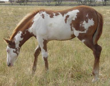 Pictures of Paint horses for sale. Sorrel Overo Filly, Paint filly for sale, 2005 paint foals