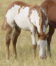 Pictures of Paint horses for sale. Sorrel Overo Filly, Paint filly for sale, 2005 paint foals