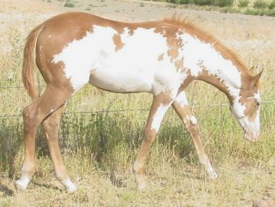 Pictures of Paint horses for sale. Sorrel Overo Filly, Paint filly for sale, 2005 paint foals