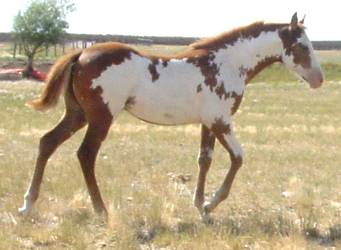 Pictures of Paint horses for sale. Sorrel Overo Filly, Paint filly for sale, 2005 paint foals