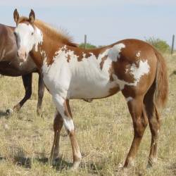 Pictures of Paint horses for sale. Sorrel Overo Filly, Paint filly for sale, 2005 paint foals