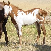 sorrel overo filly for sale