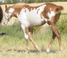 Pictures of Paint horses for sale. Sorrel Overo Filly, Paint filly for sale, 2005 paint foals