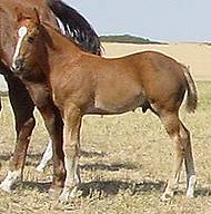 chestnut stallion for sale