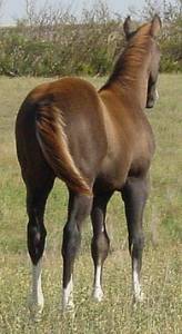 Pictures of Paint horses for sale. Gray stallion, Paint stud colt for sale, running bred 2005 paint foals.