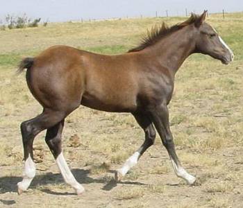 Pictures of Paint horses for sale. Gray stallion, Paint stud colt for sale, running bred 2005 paint foals.