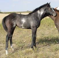 gray over filly for sale