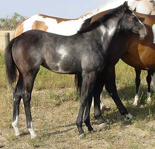 Pictures of Paint horses for sale. Gray Overo Filly, grey Paint filly for sale, 2005 paint foals