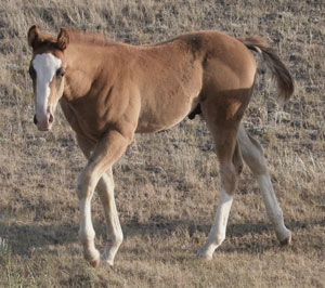 Pictures of Paint horses for sale. Chestnut stallion, Paint stud colt, 2005 paint foals