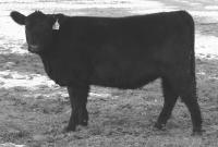 Registered Black Angus Cattle - Heifers for sale
