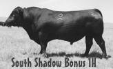 South Shadow Bonus 1H