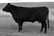 South Shadow Errolline 7H