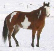 uckers Cocoa Charm, Paint mare