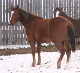 Pictures of Paint horses for sale. Chestnut stallion, Paint stud colt, 2005 paint foals.
