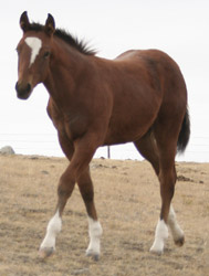 2006 Bay stallion for sale