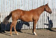 Liver chestnut gelding