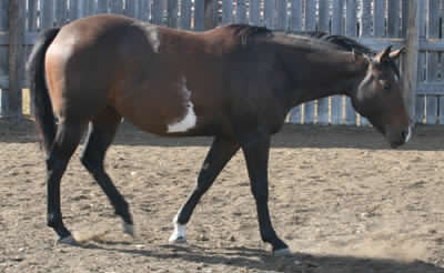 Pictures of Paint horses for sale. Chestnut stallion, Paint stud colt, 2005 paint foals.