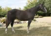 gray stallion for sale grey