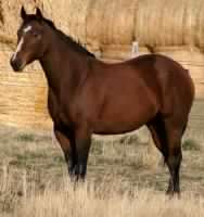 BROWN FILLY