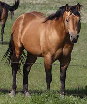 AQHA Stallion, Page Mr Star Bucks