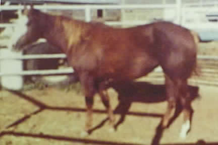 Miss McGinley apha broodmare, paint mare