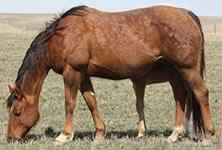 Grand Step Tag, Quarter Horse mare